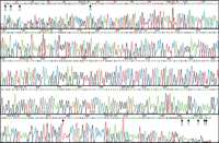 An example of DNA sequencing